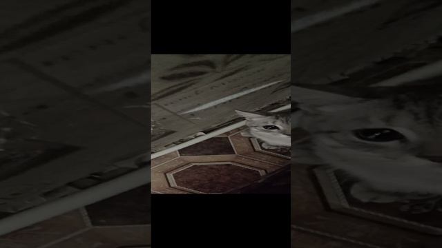 Зверюга😁.mp4