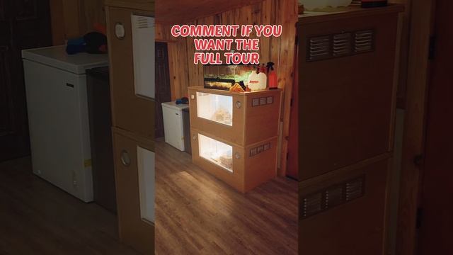 Reorganized the reptile room #reptiles #tour #short #fyp смотреть онлайн