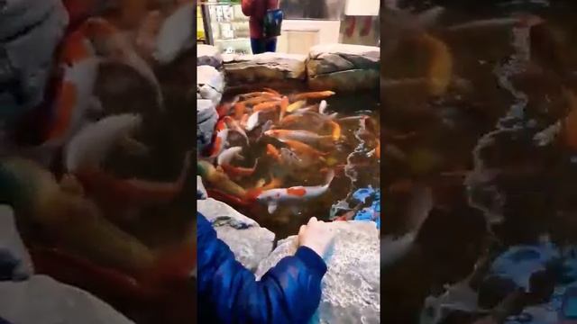 Парчовый карп, карп кои смотреть онлайн