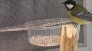 Птички синички_03