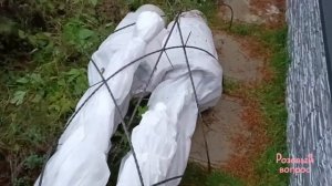 Розы в кашпо, контейнере, ландшпо  Лучшее зимнее укрытие