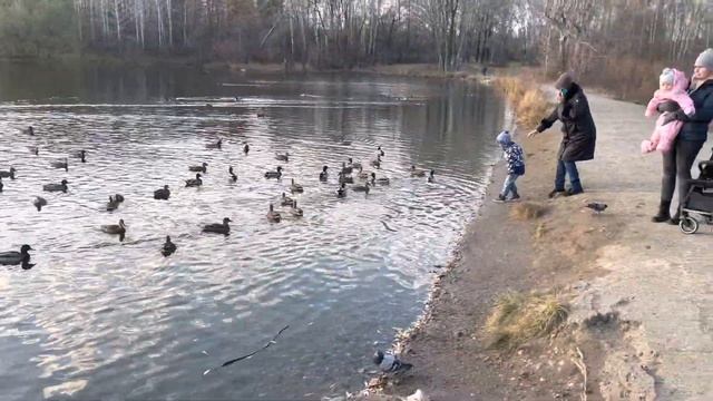 Утиный базар! смотреть онлайн
