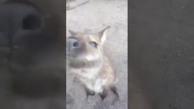 Кенгуру с маленьким кенгуренком. смотреть онлайн