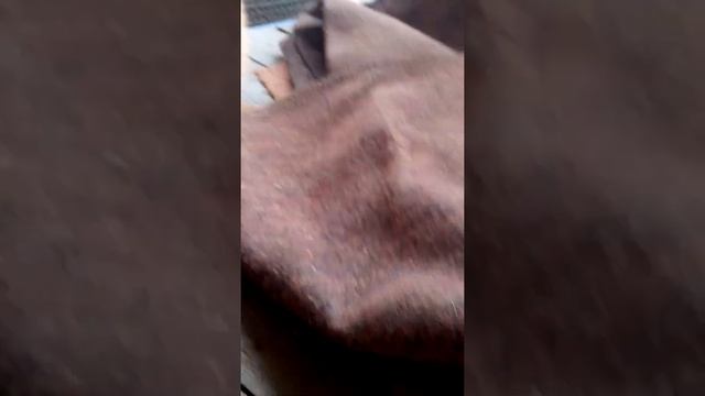 Попугай моей сестры на грани жизни и смерти пожелайте чтоб он жил😓 смотреть онлайн