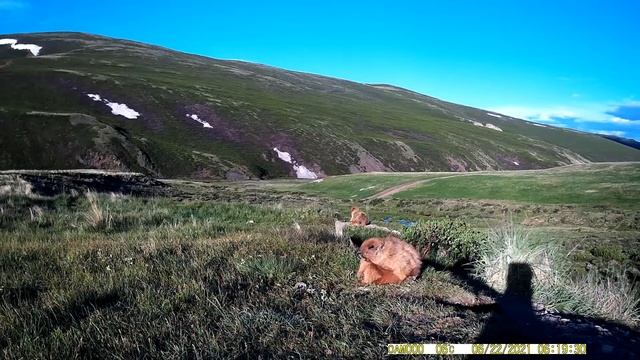 жизнь сурков в долине реки БУГУЗУН-4 смотреть онлайн