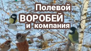 Полевой воробей и компания