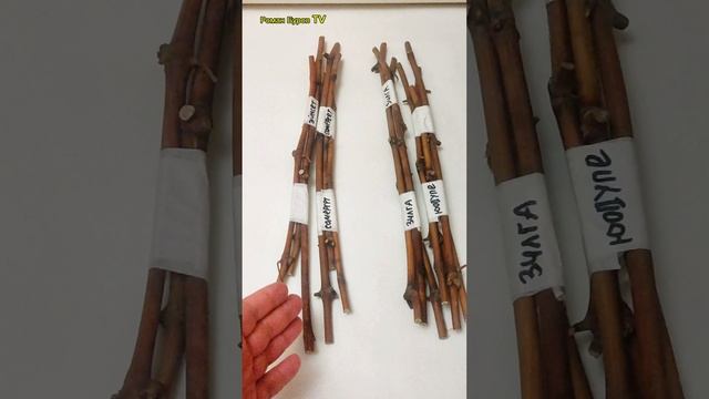 Черенки морозостойкого винограда 🍇 для выращивания в холодном климате северных регионов смотреть онлайн