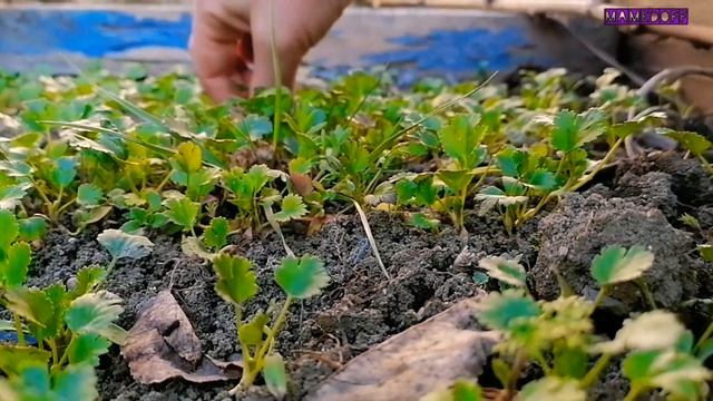 Ланч за 2 AZN ? Это вообще возможно? 2 Manata nahar ? смотреть онлайн