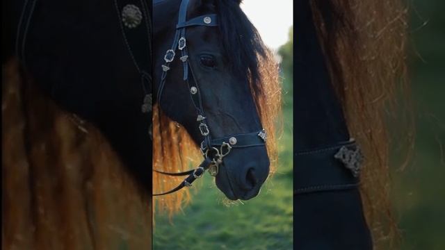 Beautiful Horse Breeds In The World смотреть онлайн