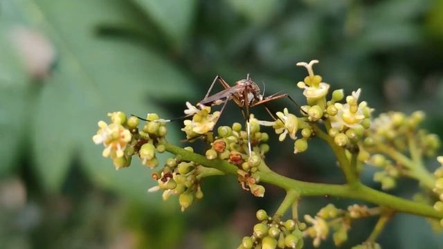 Macro World, Macro Photography Of Insects Macro, Macro Photography Of Nature / Макро мир, насекомые