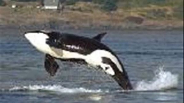 Orcas