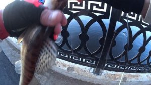 Рыбалка Саратов. Прогулка по набережной Саратова со спиннингом