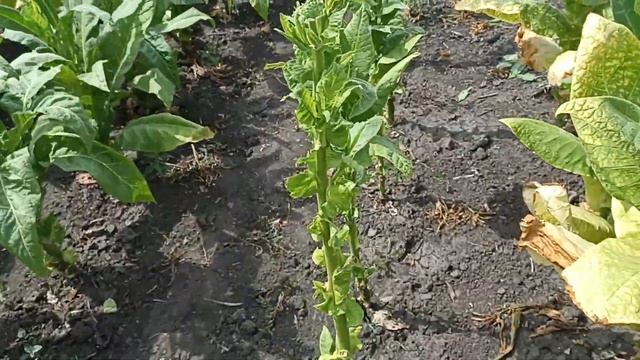 Уборка продолжается смотреть онлайн