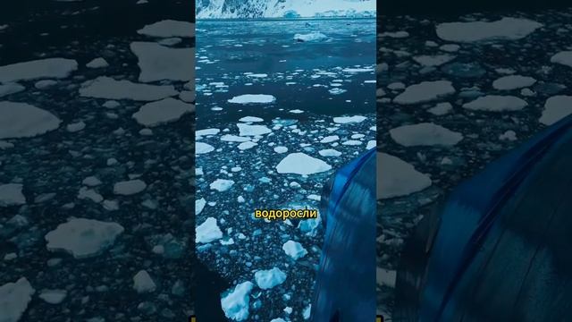 Река в Антарктиде которая исчезает и появляется каждый год