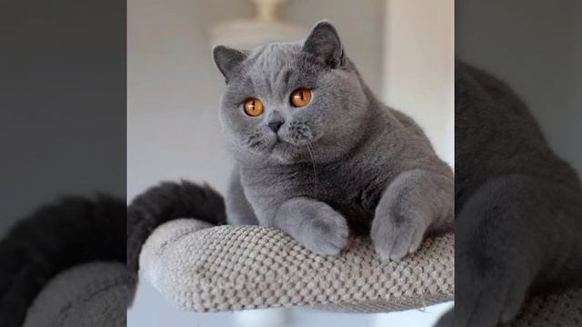 Британская короткошёрстная кошка смотреть онлайн