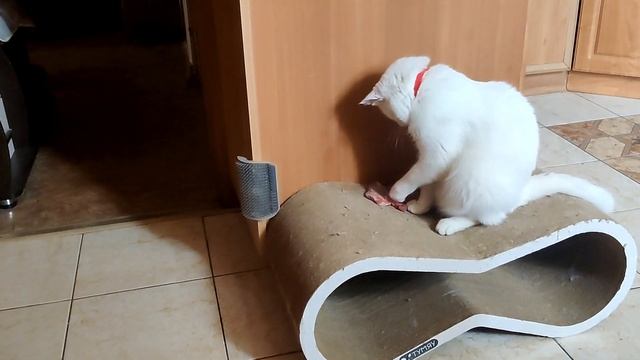 Голодные игры Лоренцо смотреть онлайн