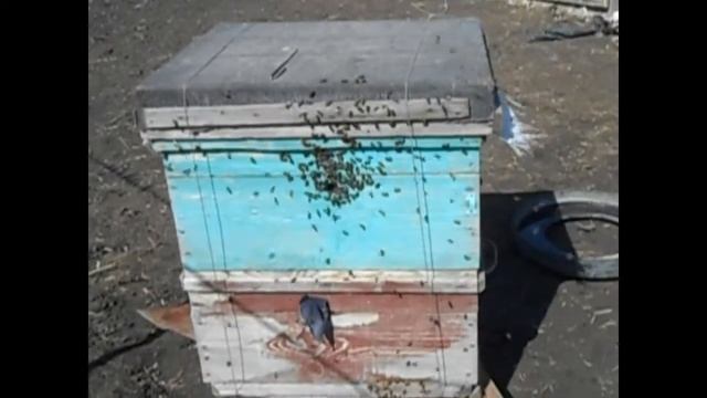 Пчелы после зимовки.Первый весенний облёт пчёл. смотреть онлайн