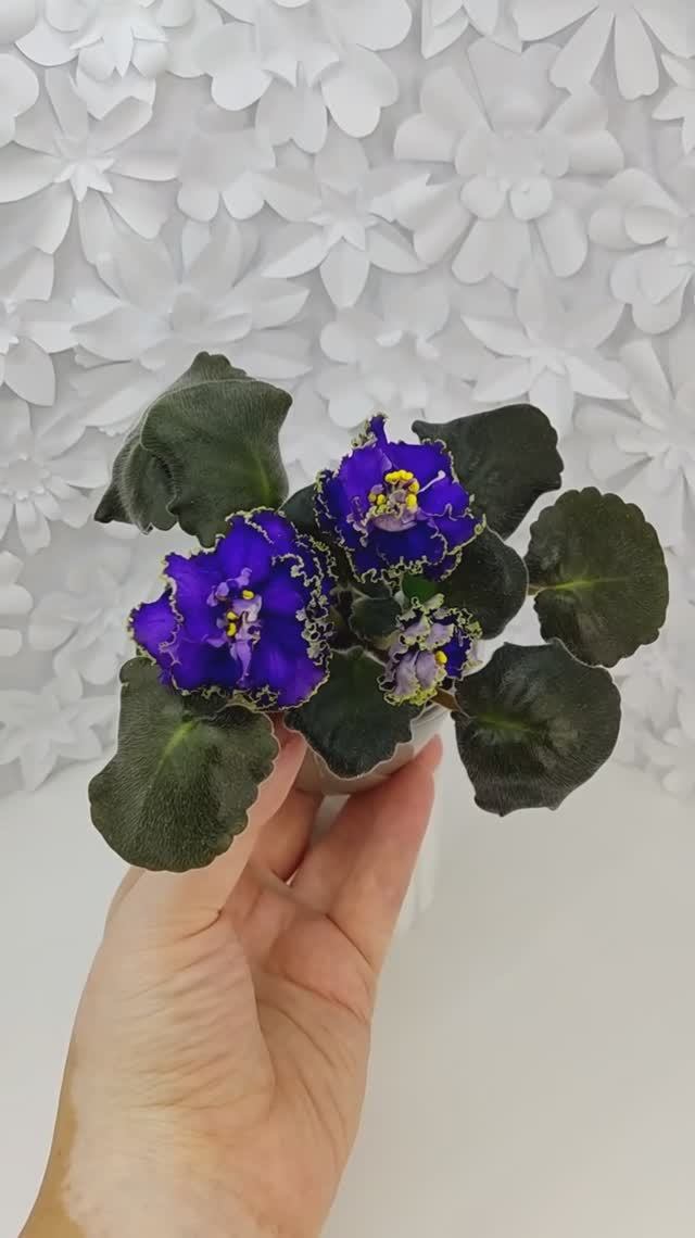 Фиалка ЕК-Кудри Посейдона