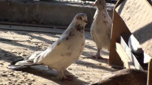 Мраморные голуби Украины (Рубежное) в гостях у Николая Шапкина.2 часть