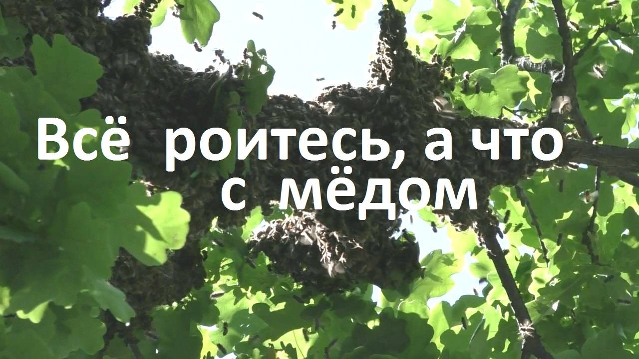 Сколько меда произвели роевые семьи пчел смотреть онлайн