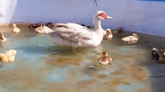 Утка з котятами плавает в бассейне смотреть онлайн
