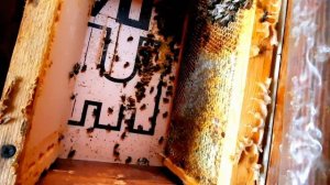 Эксперимент зимовки запасных пчеломаток.