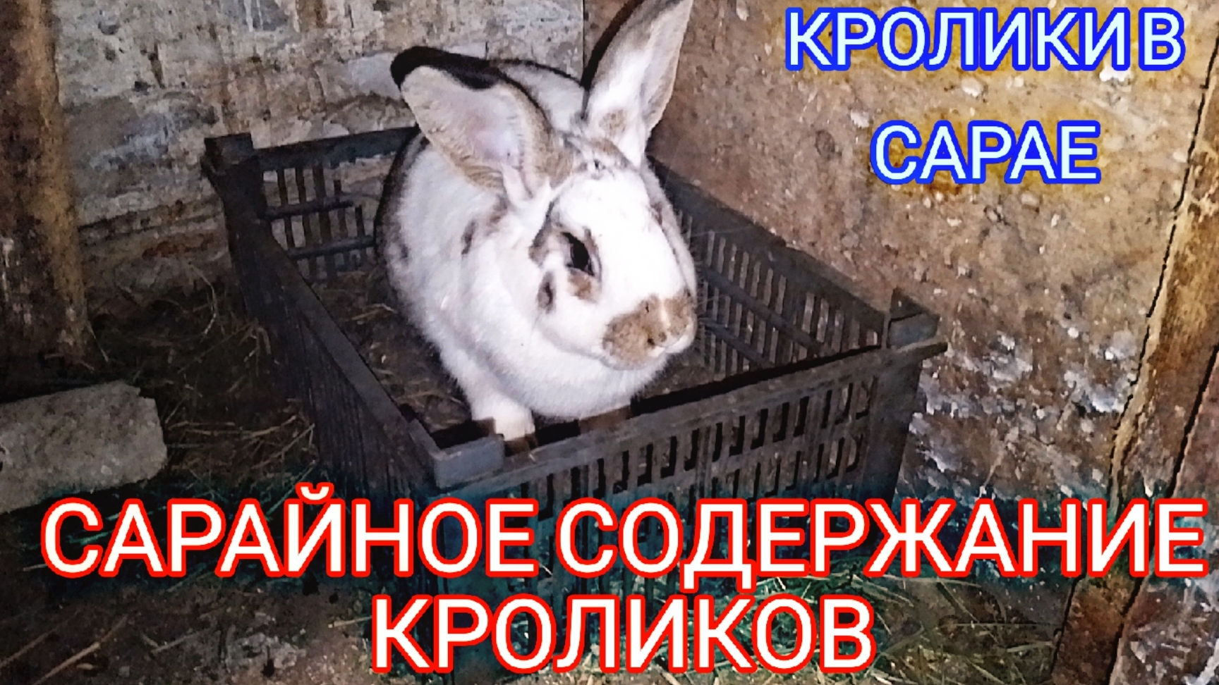 САРАЙНОЕ СОДЕРЖАНИЕ КРОЛИКОВ. КРОЛИКИ В САРАЕ. смотреть онлайн