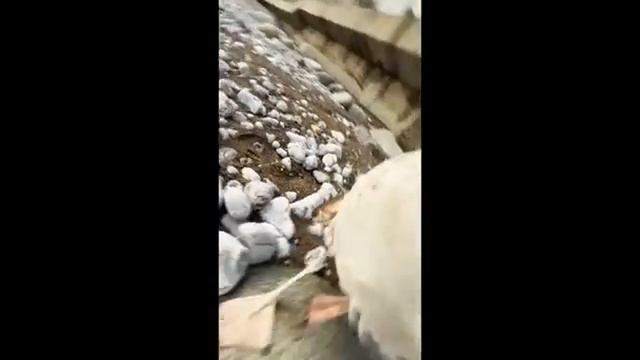 Смех до слёз: лучшие приколы №116 смотреть онлайн