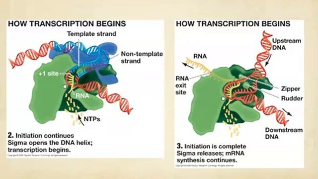 BIO312 Review: DNA Replication & Gene Expression (#2of3)