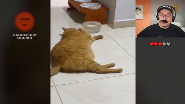 ЧИЛОВЫЙ ПАРЕНЬ и другие ВЕСЕЛЫЕ ВИДОСИКИ (ЗАСМЕЯЛСЯ ПРОИГРАЛ) смотреть онлайн