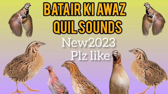 бедана Садои Bedana Sayrashi Quail Hunting Sounds Quil Sounds بٹیروں کی آواز