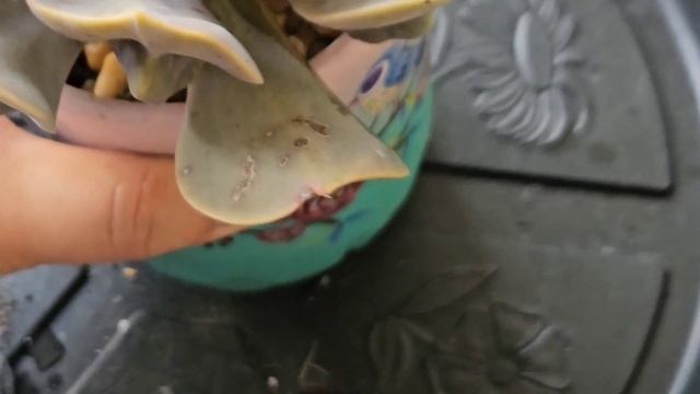 REPRODUZA SUCULENTAS COM ESSAS DICAS : Graptosedum adria bubbaloo, echeveria macaron смотреть онлайн
