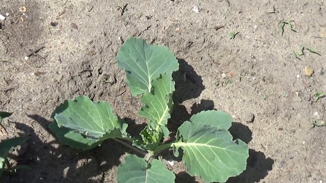 Что капуста любит ,описание👇 смотреть онлайн