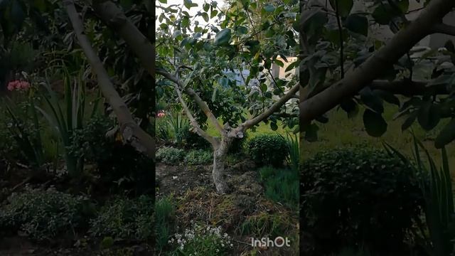 Ура 👋 абрикос закончился 😉 смотреть онлайн