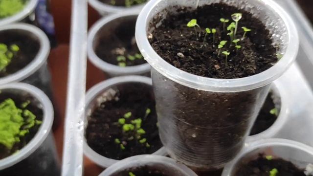 Лобелия. Всходы лобелии на девятый день после посева. смотреть онлайн