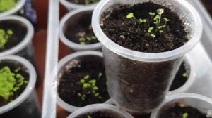 Лобелия. Всходы лобелии на девятый день после посева.