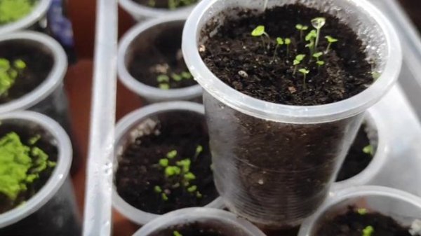 Лобелия. Всходы лобелии на девятый день после посева.