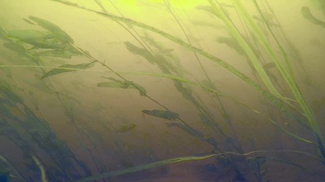 In the world of algae. смотреть онлайн