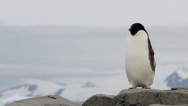 Sleepy Adelie penguin | Antarctica Science at the Rothera Research Station смотреть онлайн