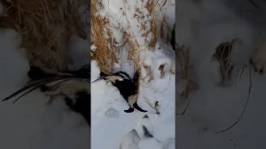 Охота с впо 208