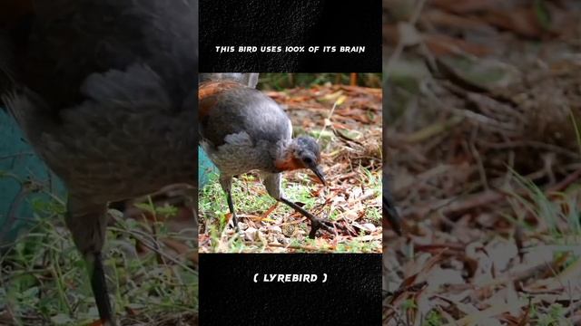 This bird's ability beats the parrot #lyrebird #birdlyre #primata #bird смотреть онлайн