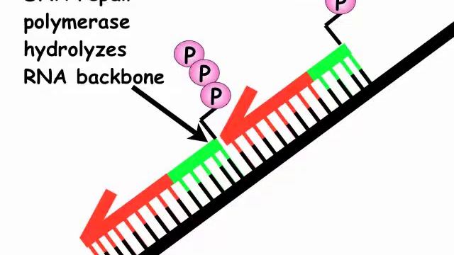 DNA Replication 2B: Okazaki Fragments