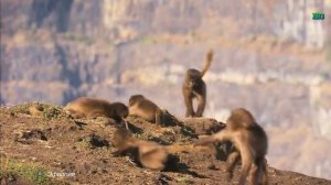 Эфиопия. Интересные факты