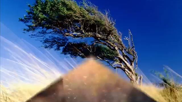 Дерева,вы мои дерева...Е.Бачурин Tree, you're my tree ... E.Bachurin смотреть онлайн