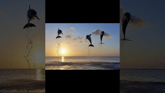 8.Sounds Of Whales And Dolphins.      Звуки китов и дельфинов. Sonidos De Ballenas Y Delfines