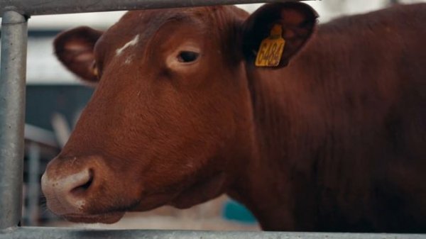 Как Делают Молоко на Ферме