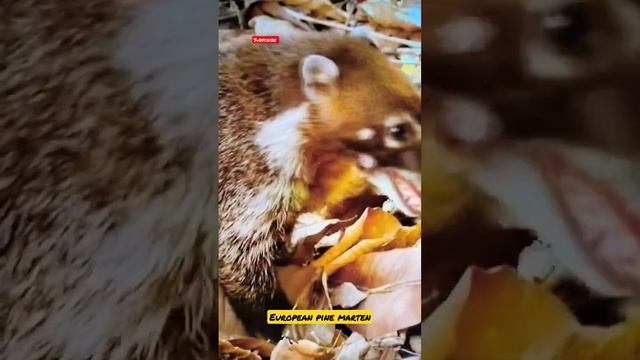 European pine marten...#animals ! смотреть онлайн