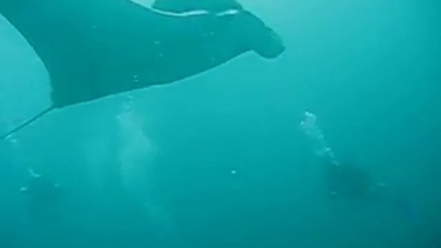 Phuket - Thailand - Manta Ray смотреть онлайн