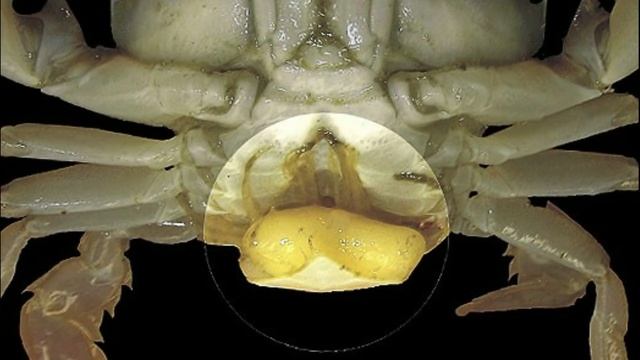 Саккулина: Паразит, превращающий Краба в Зомби смотреть онлайн