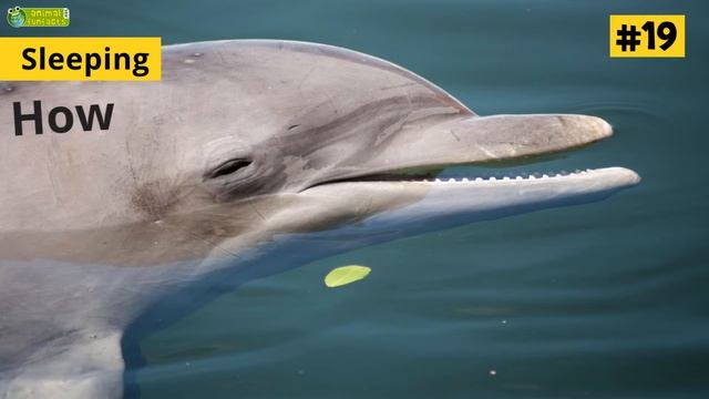 30 Facts About Dolphins 🐬 - Learn All About Dolphins - Animals For Kids - Educational Video